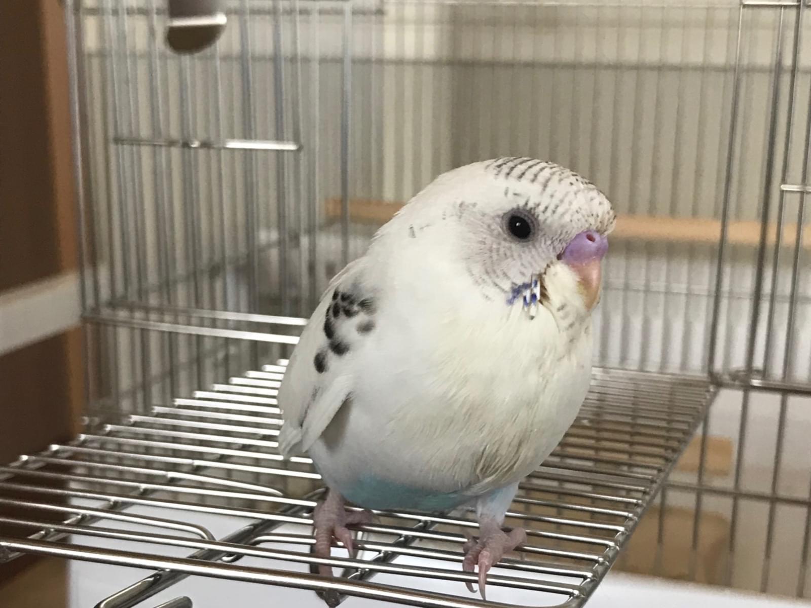 テンちゃん テンちゃん