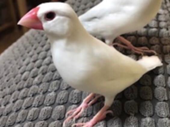 こわたちゃん こわたちゃん