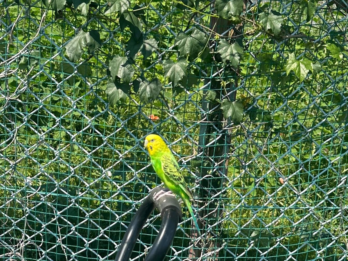 目撃された鳥