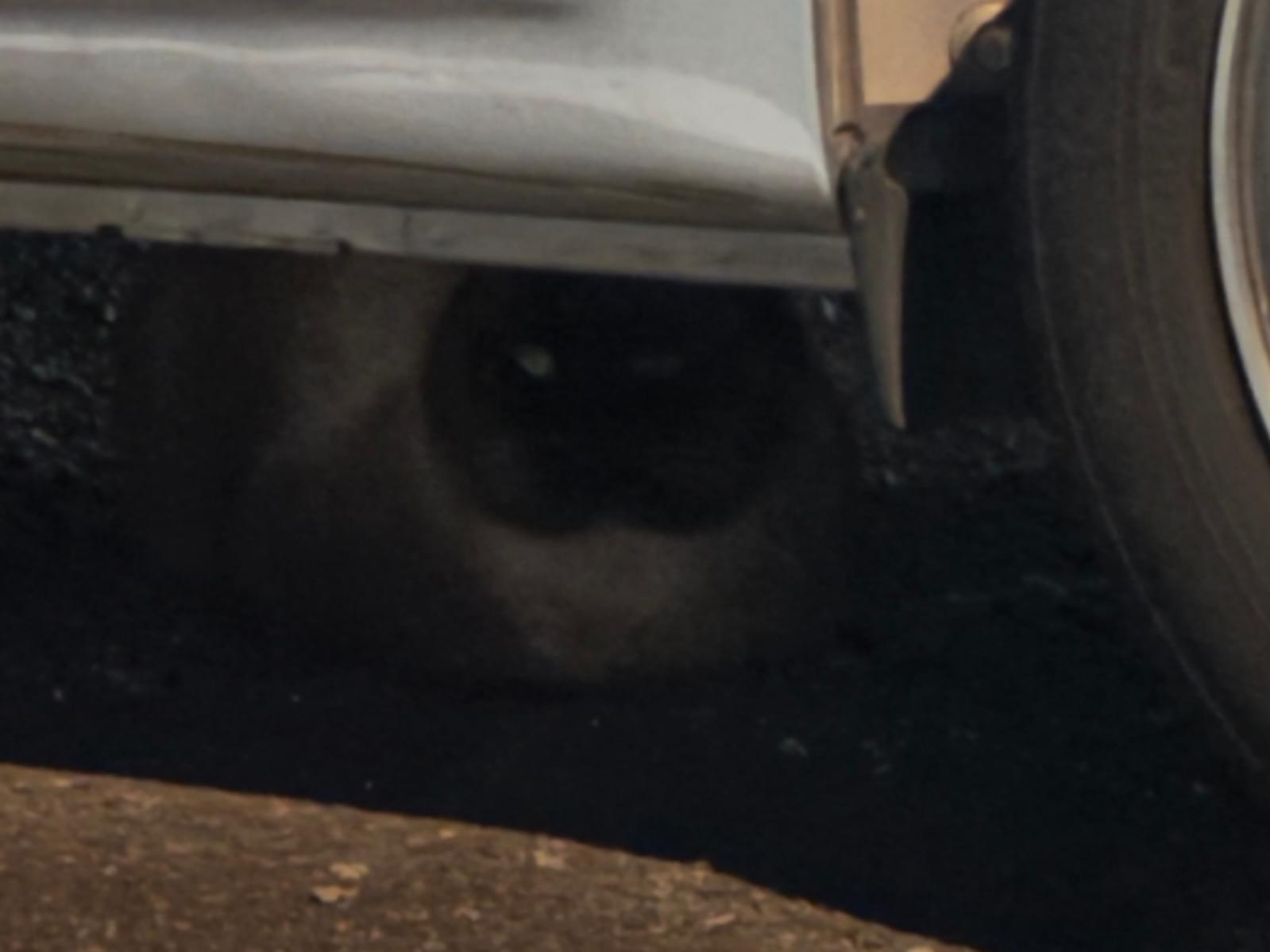 目撃された猫 目撃された猫