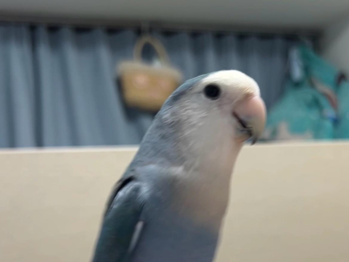 モモちゃん モモちゃん