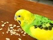 ロビンちゃん ロビンちゃん