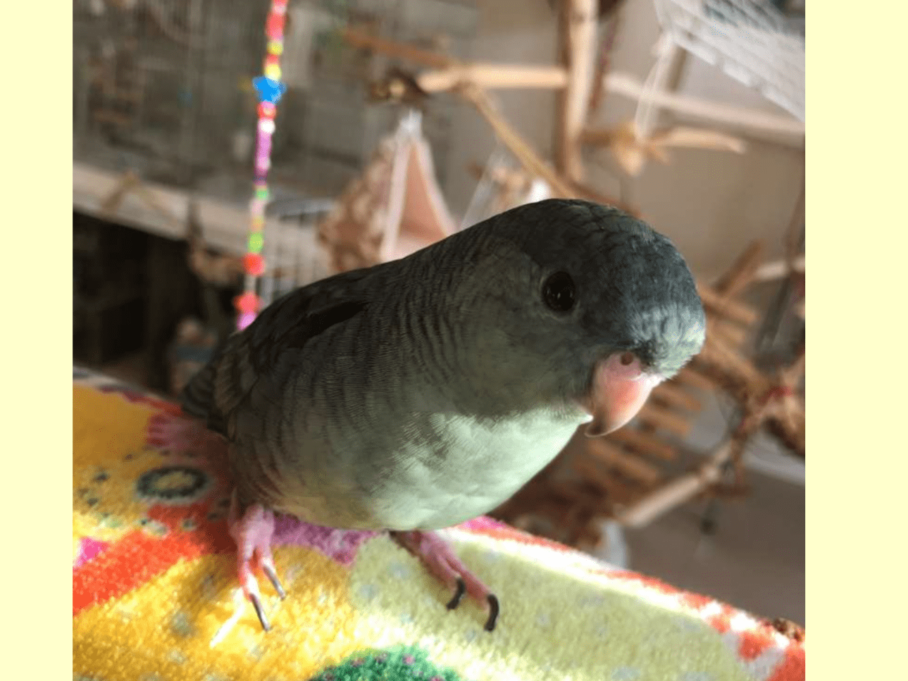 レンちゃん