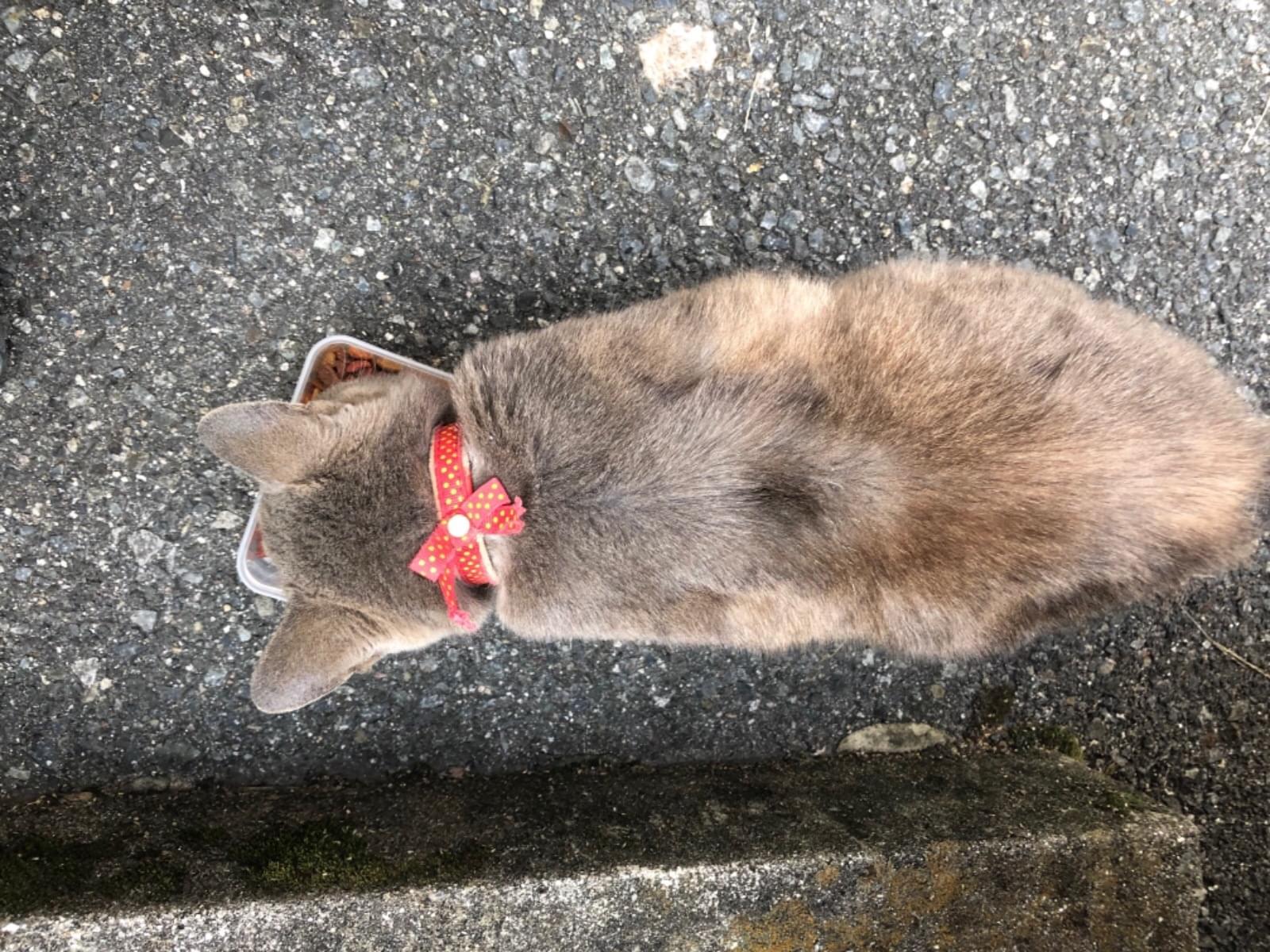目撃された猫 目撃された猫