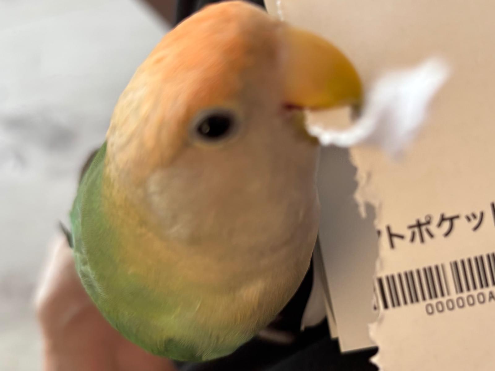 はるちゃん はるちゃん
