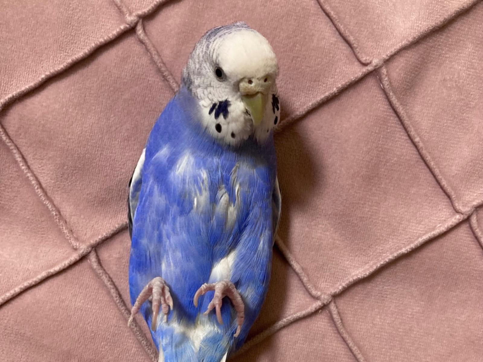 ぱぁるちゃん ぱぁるちゃん