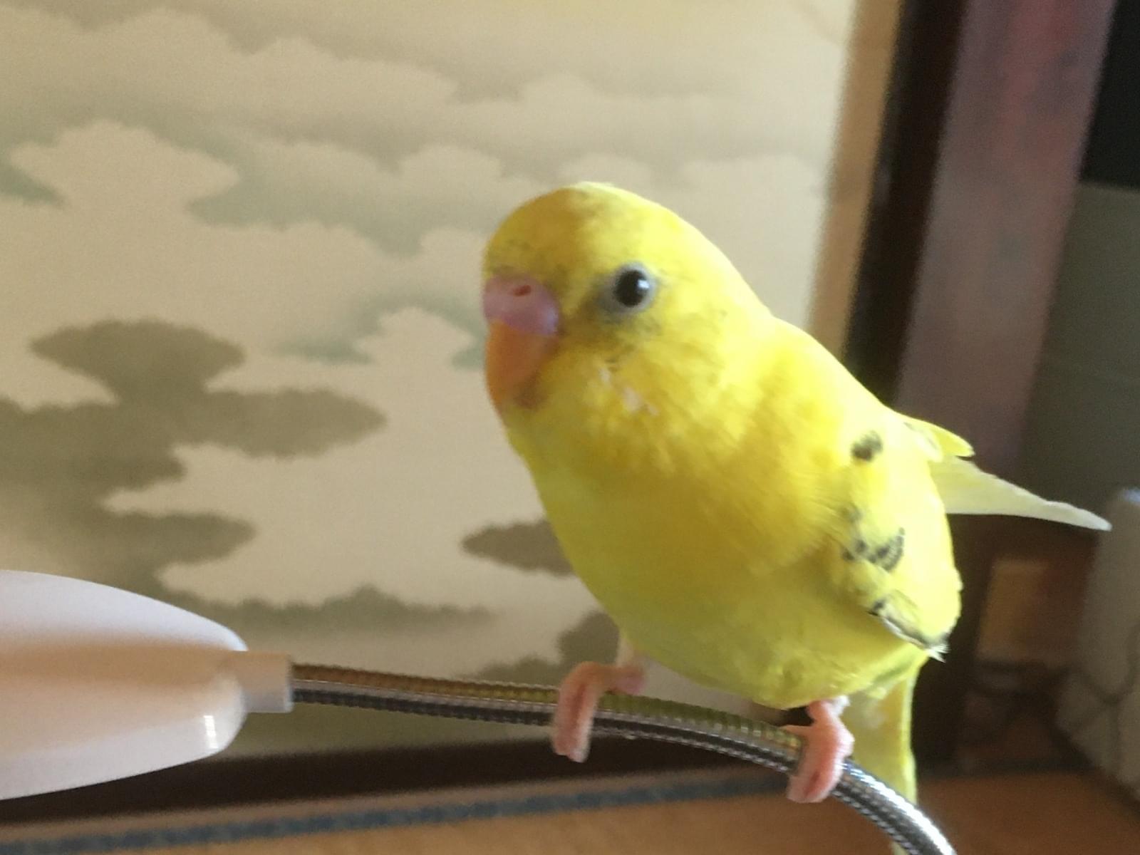 きいちゃん きいちゃん