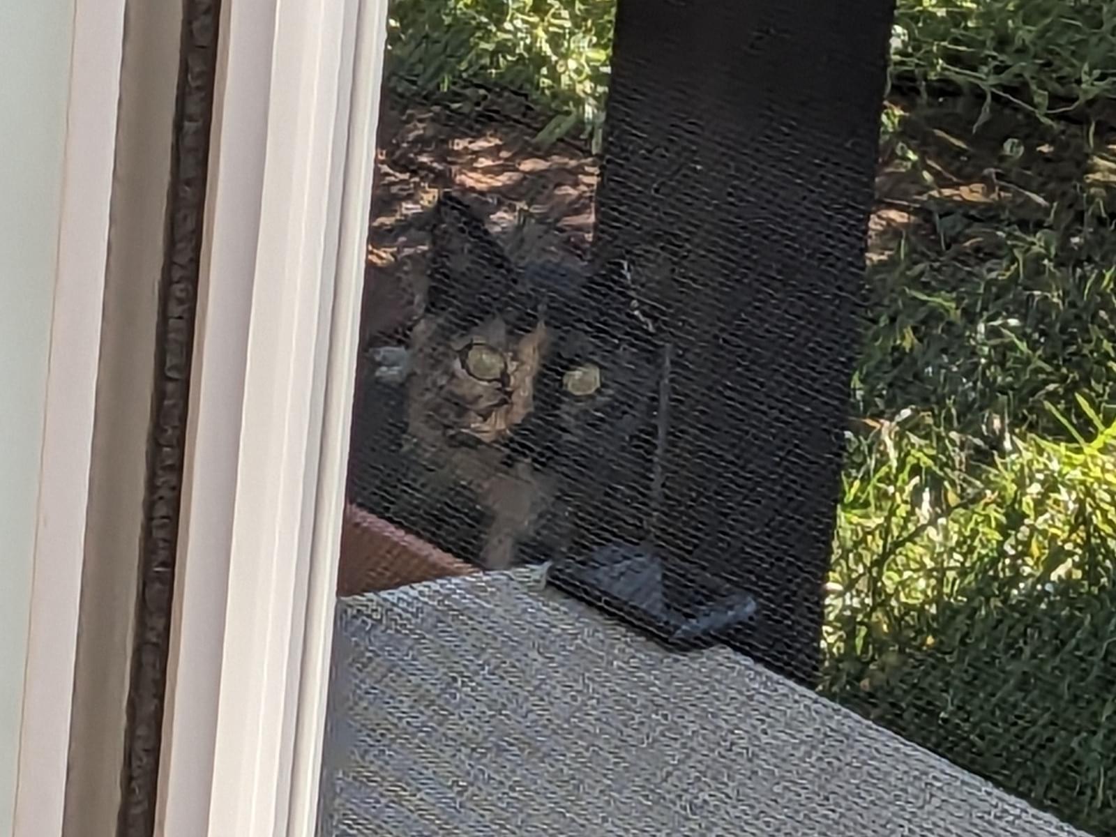 目撃された猫 目撃された猫