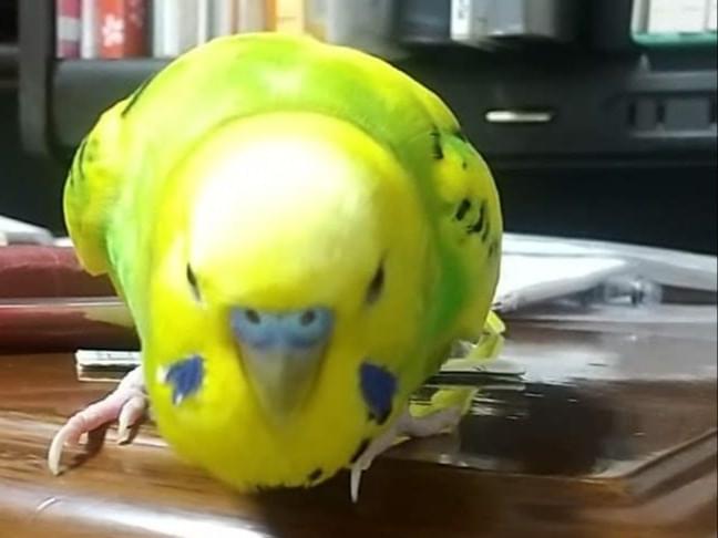 ピグちゃん ピグちゃん