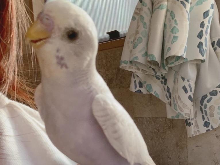 ピー助ちゃん ピー助ちゃん