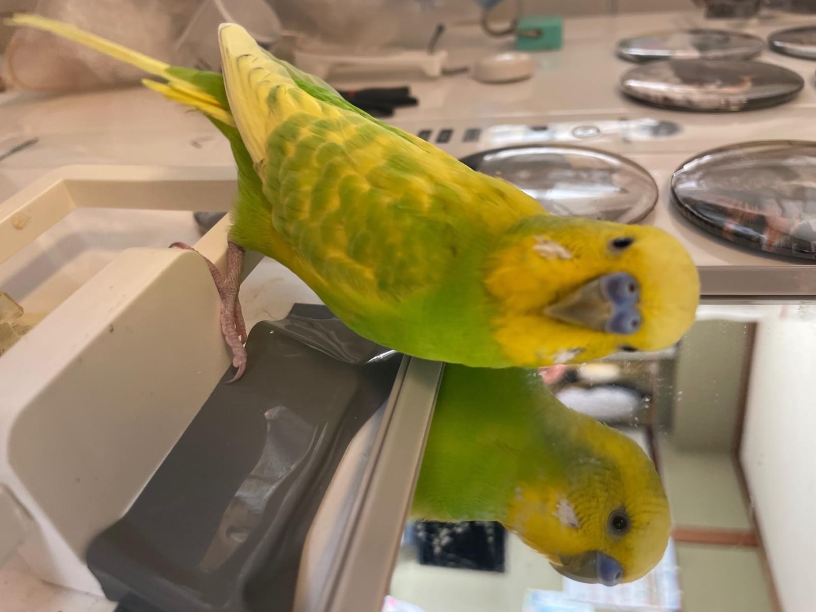 ひなちゃん ひなちゃん