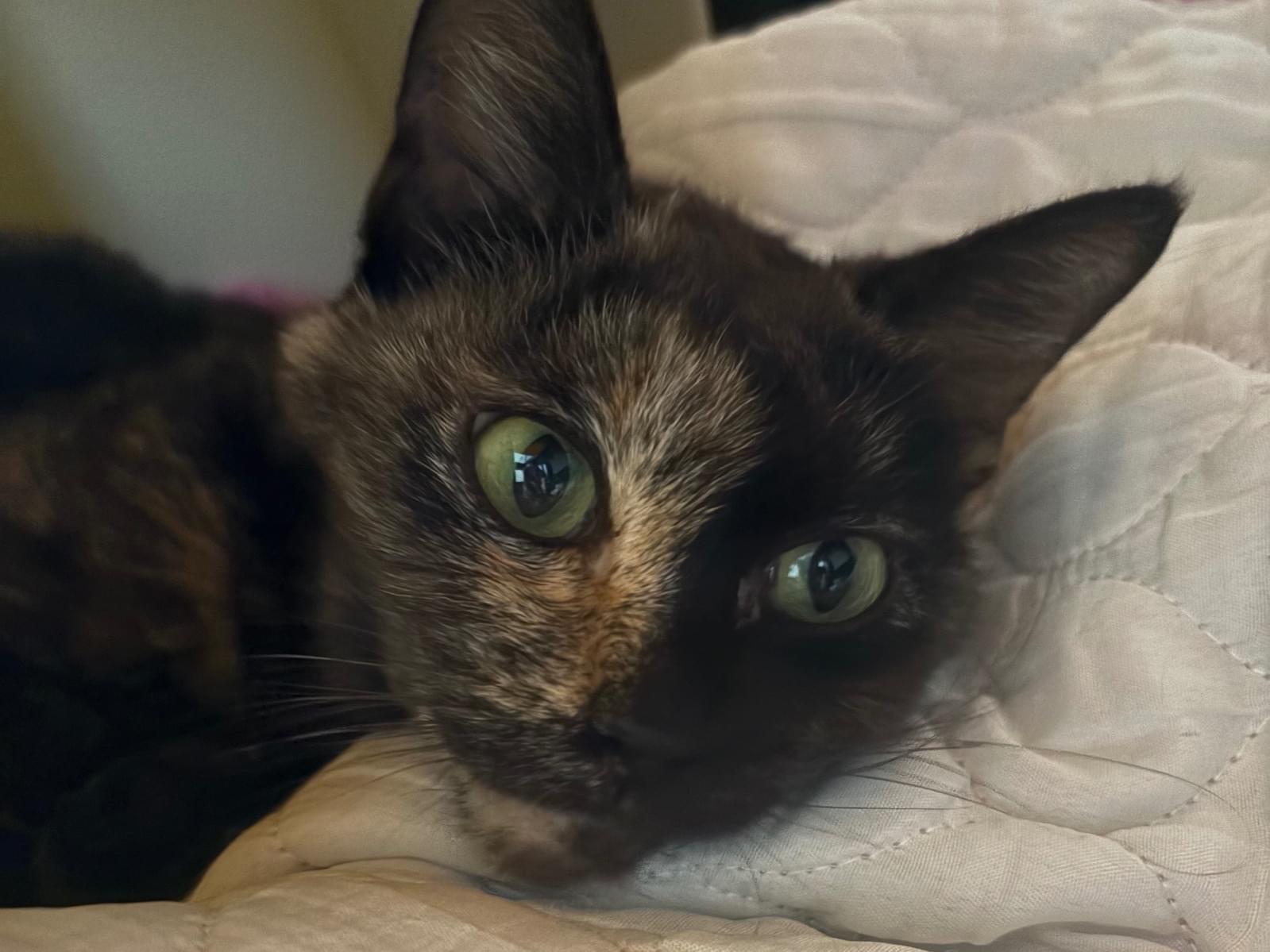 保護された猫