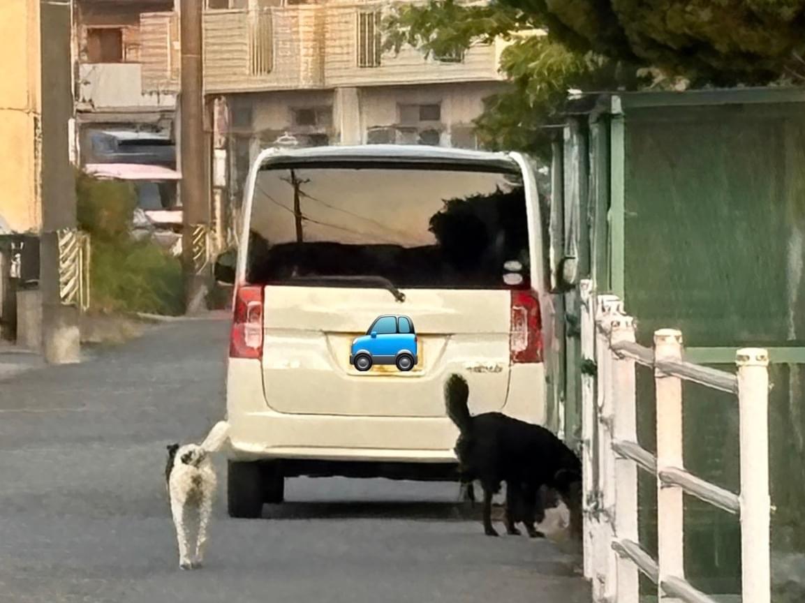 目撃された犬 目撃された犬