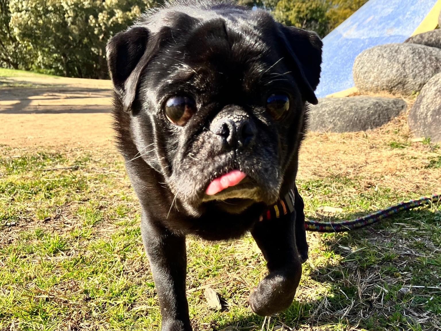 黒いパグを探しています