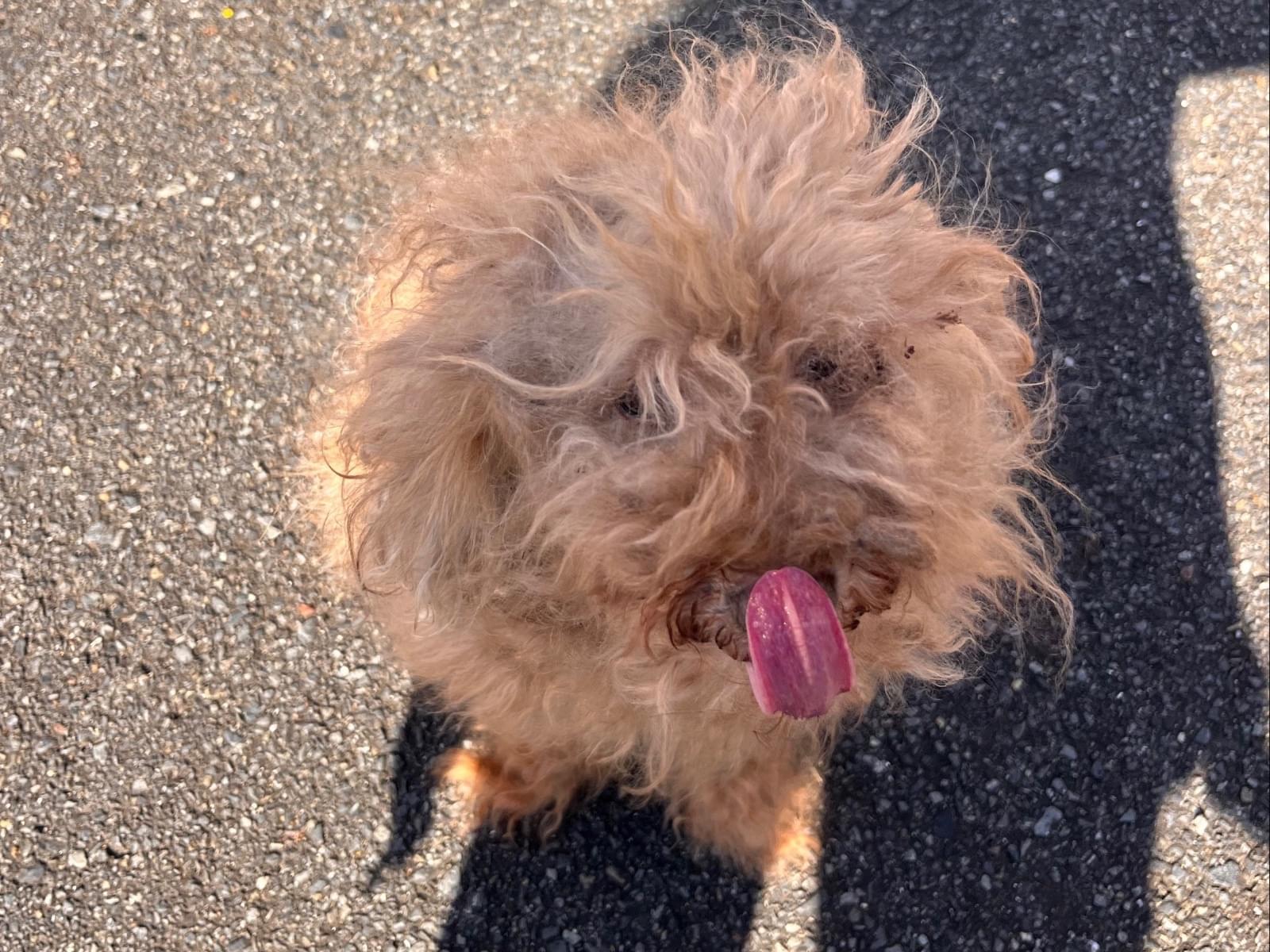 保護された犬 保護された犬