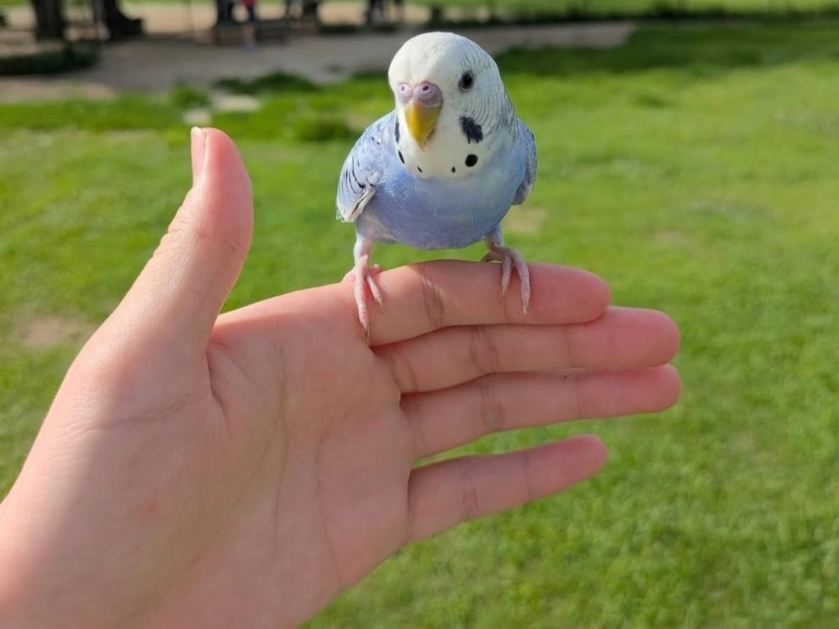 保護された鳥 保護された鳥