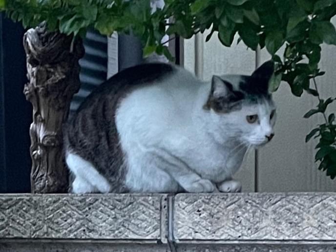 目撃された猫 目撃された猫
