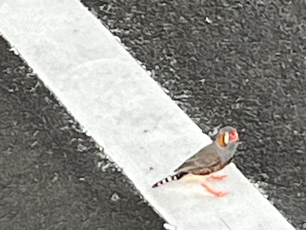 目撃された鳥 目撃された鳥