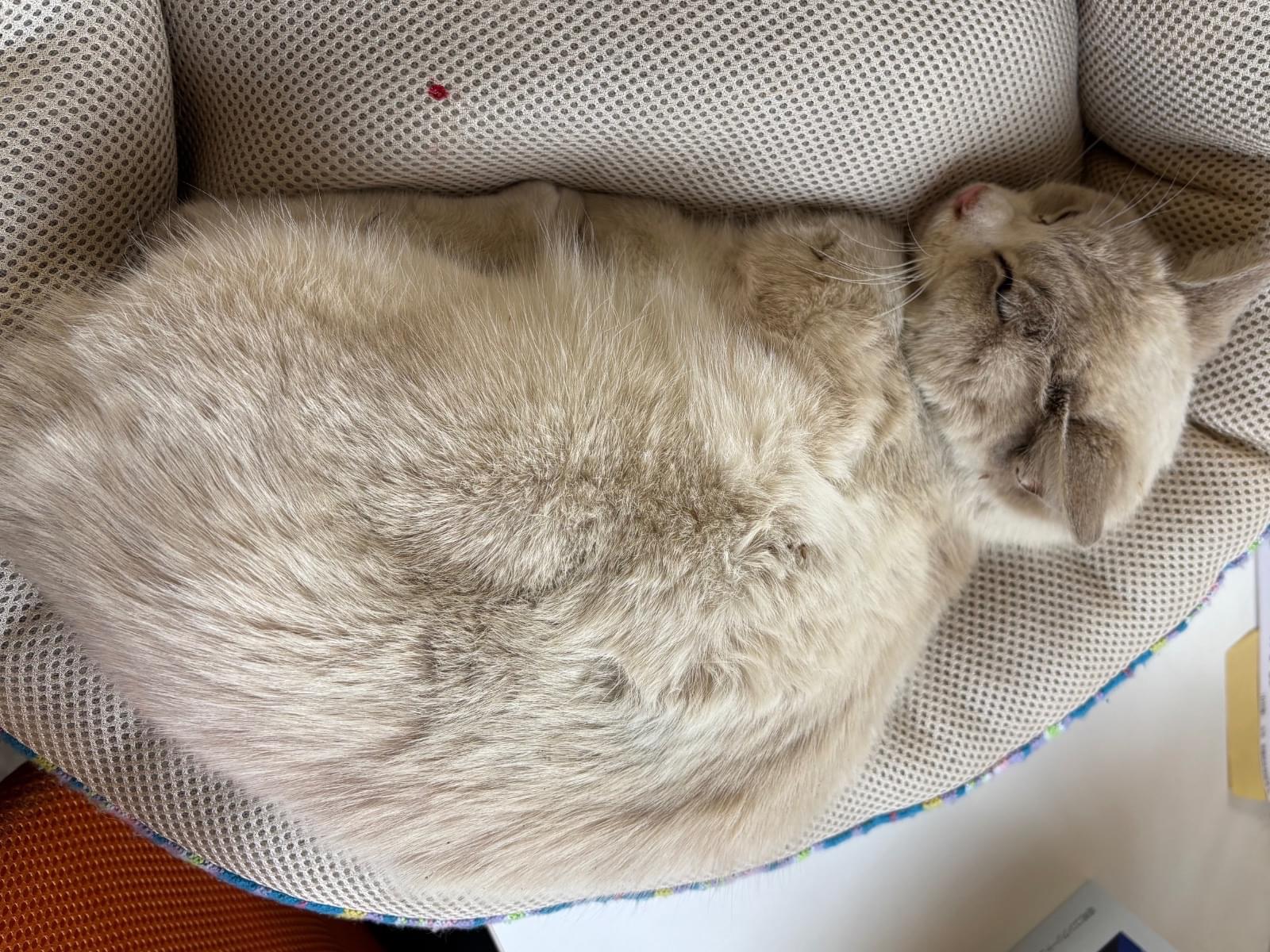 保護された猫 保護された猫
