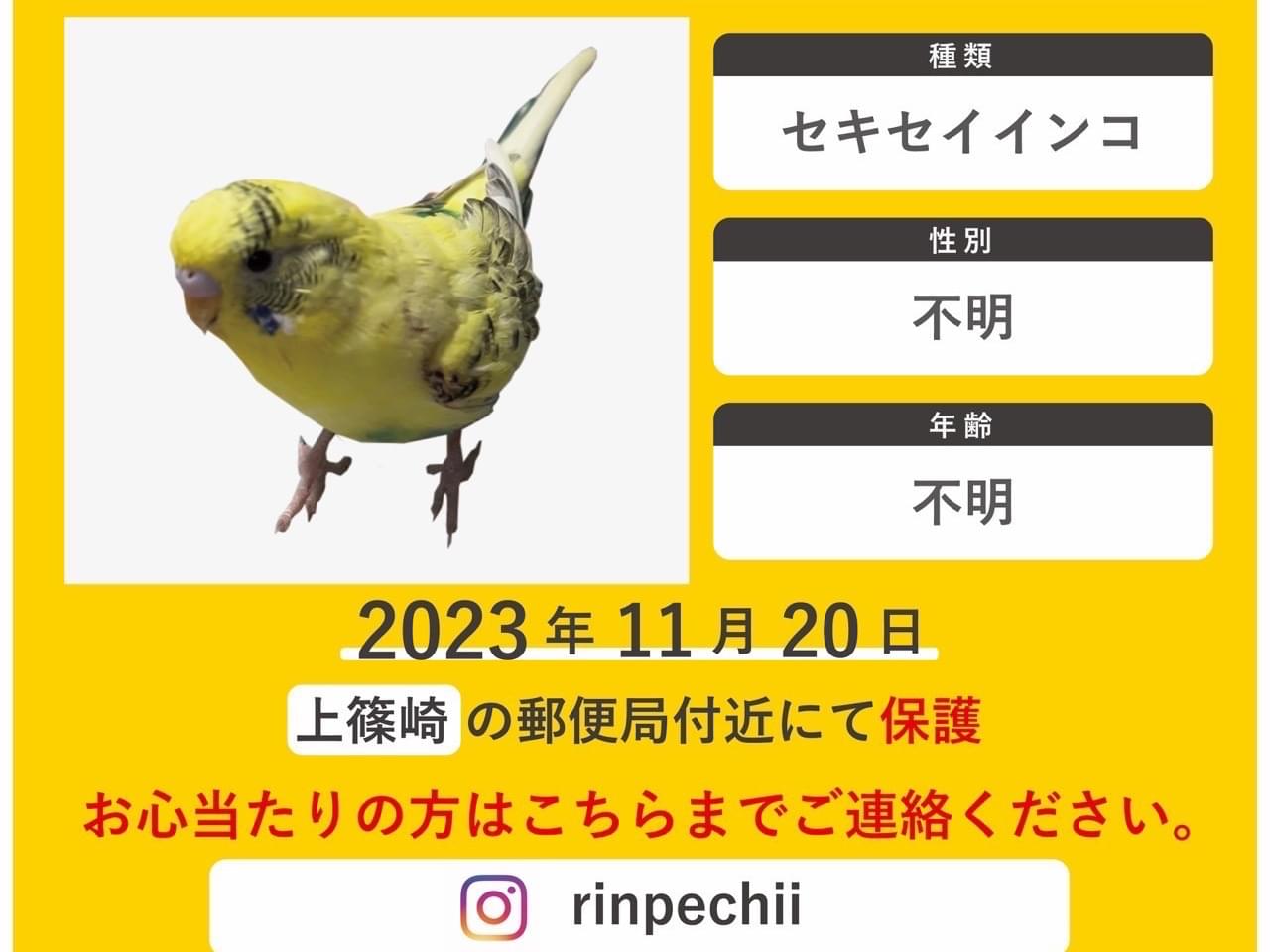 保護された鳥 保護された鳥