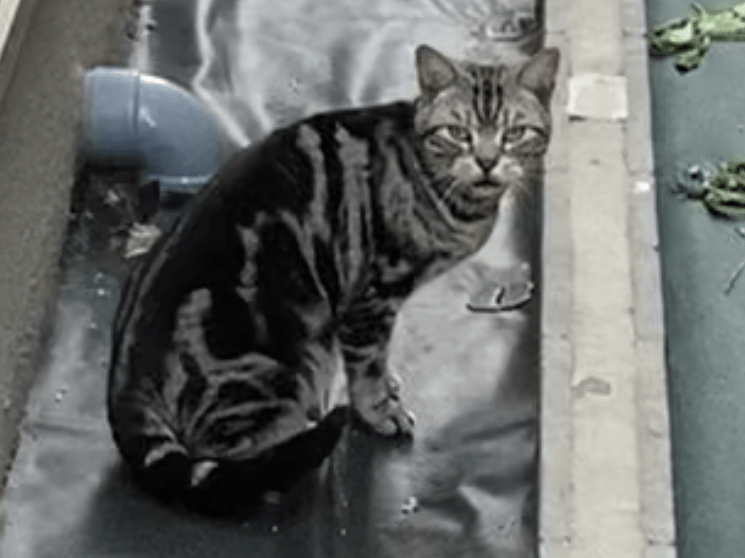 目撃された猫 目撃された猫