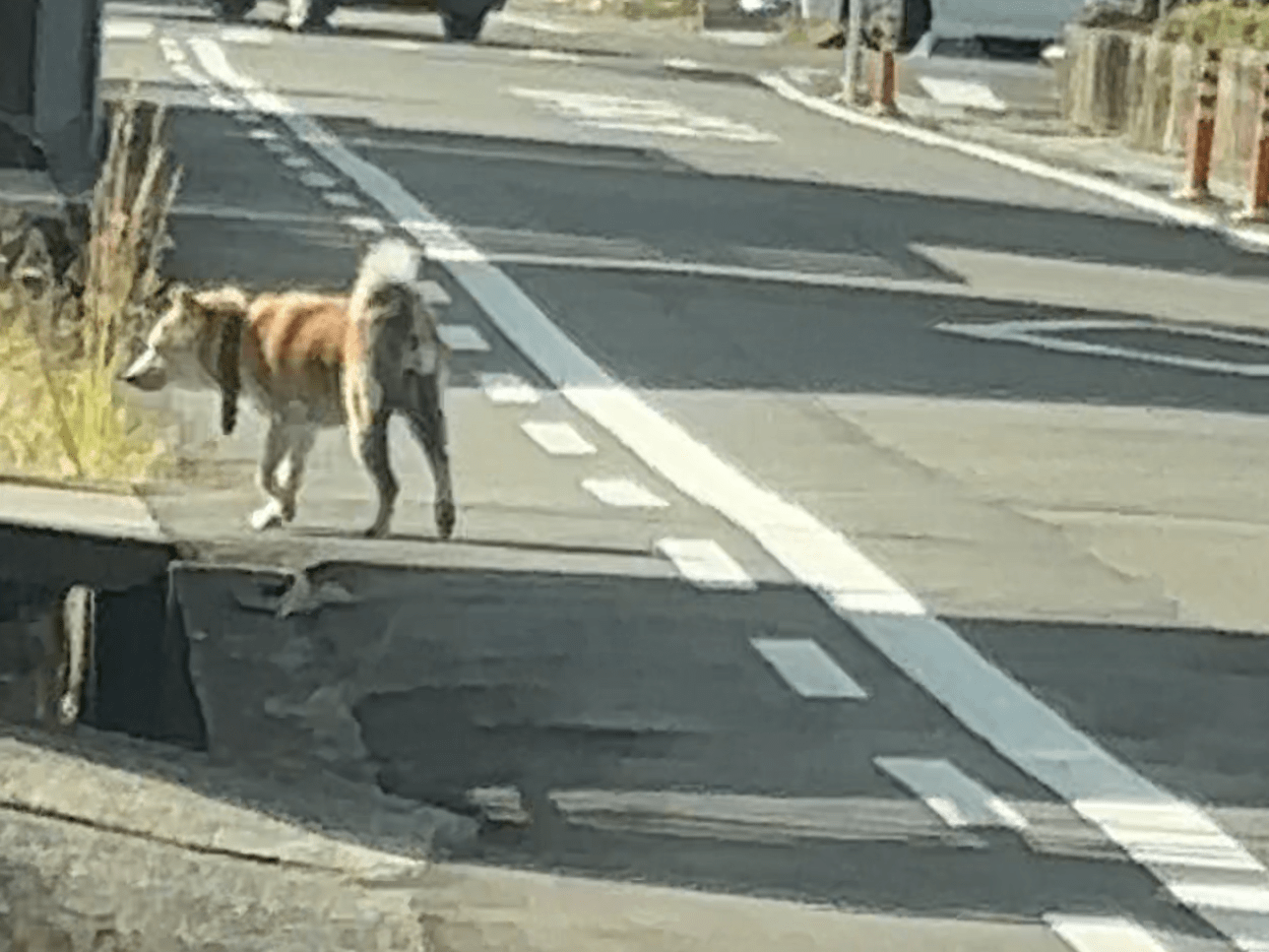 目撃された犬 目撃された犬