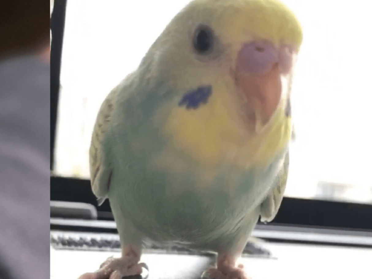 インコちゃん インコちゃん