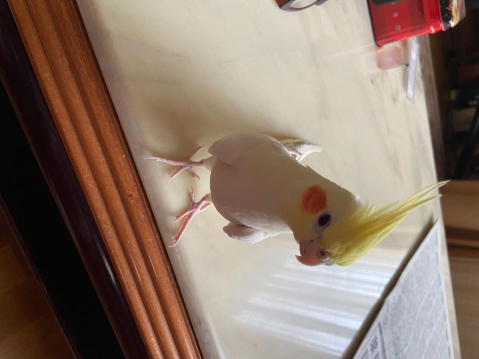 おかちゃん おかちゃん