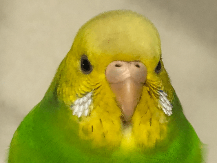ミントちゃん ミントちゃん