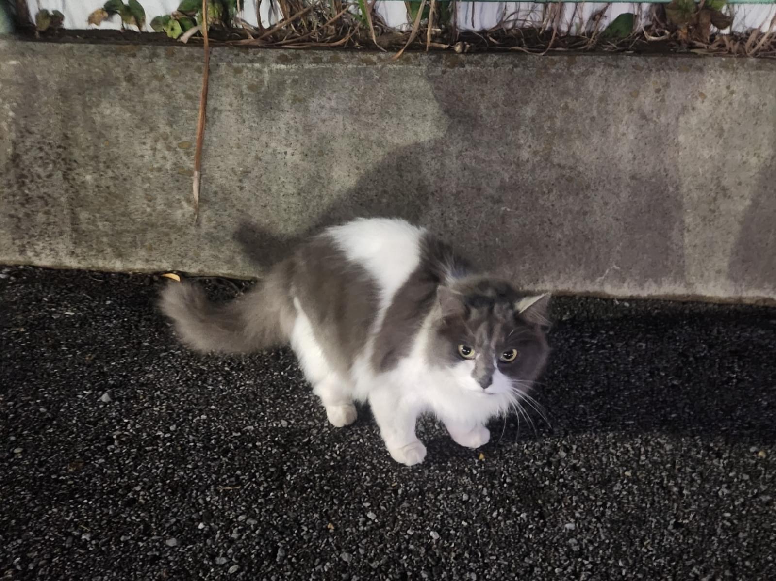 目撃された猫 目撃された猫