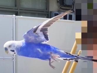 目撃された鳥 目撃された鳥