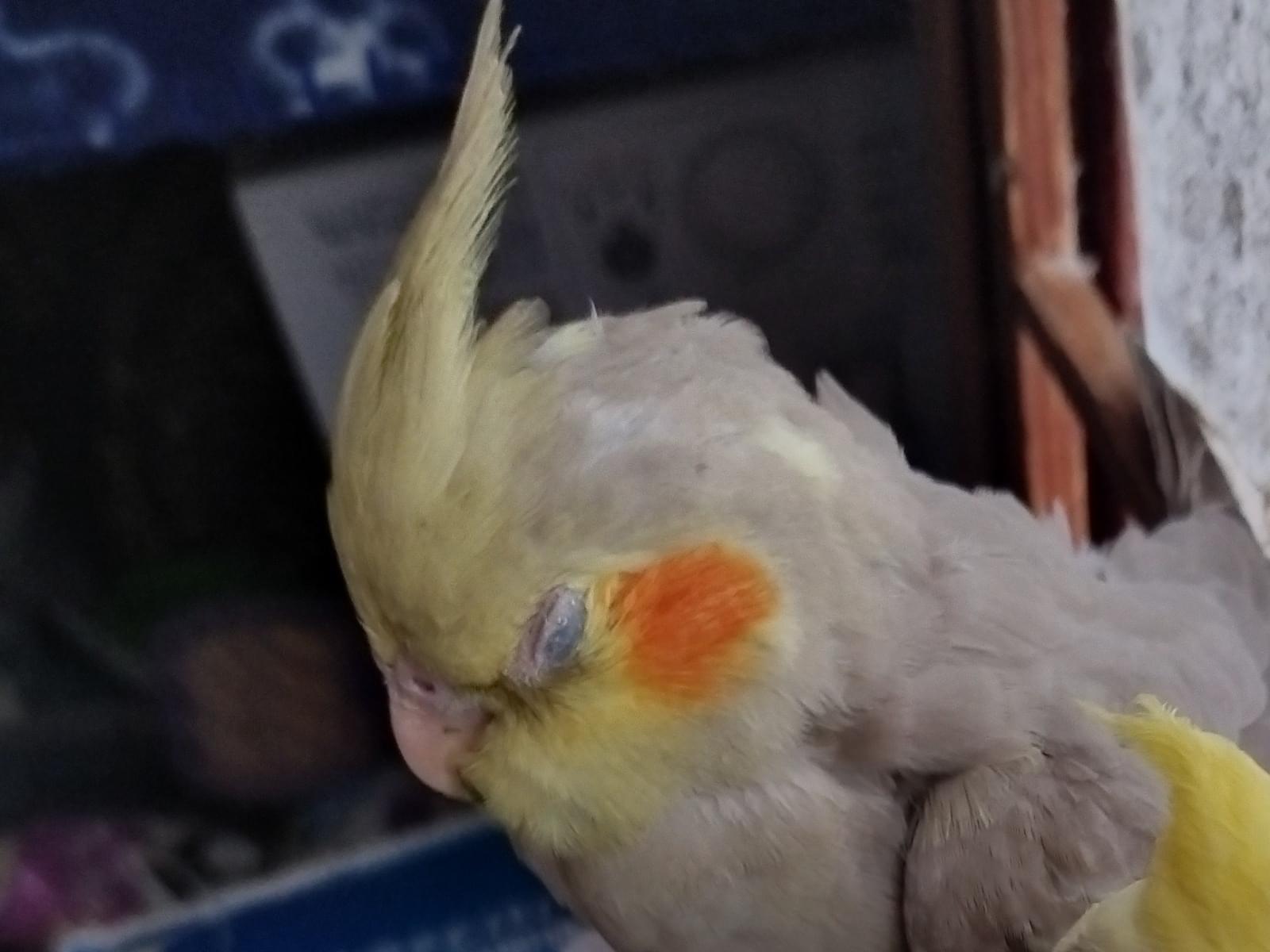 よーちょんちゃん よーちょんちゃん