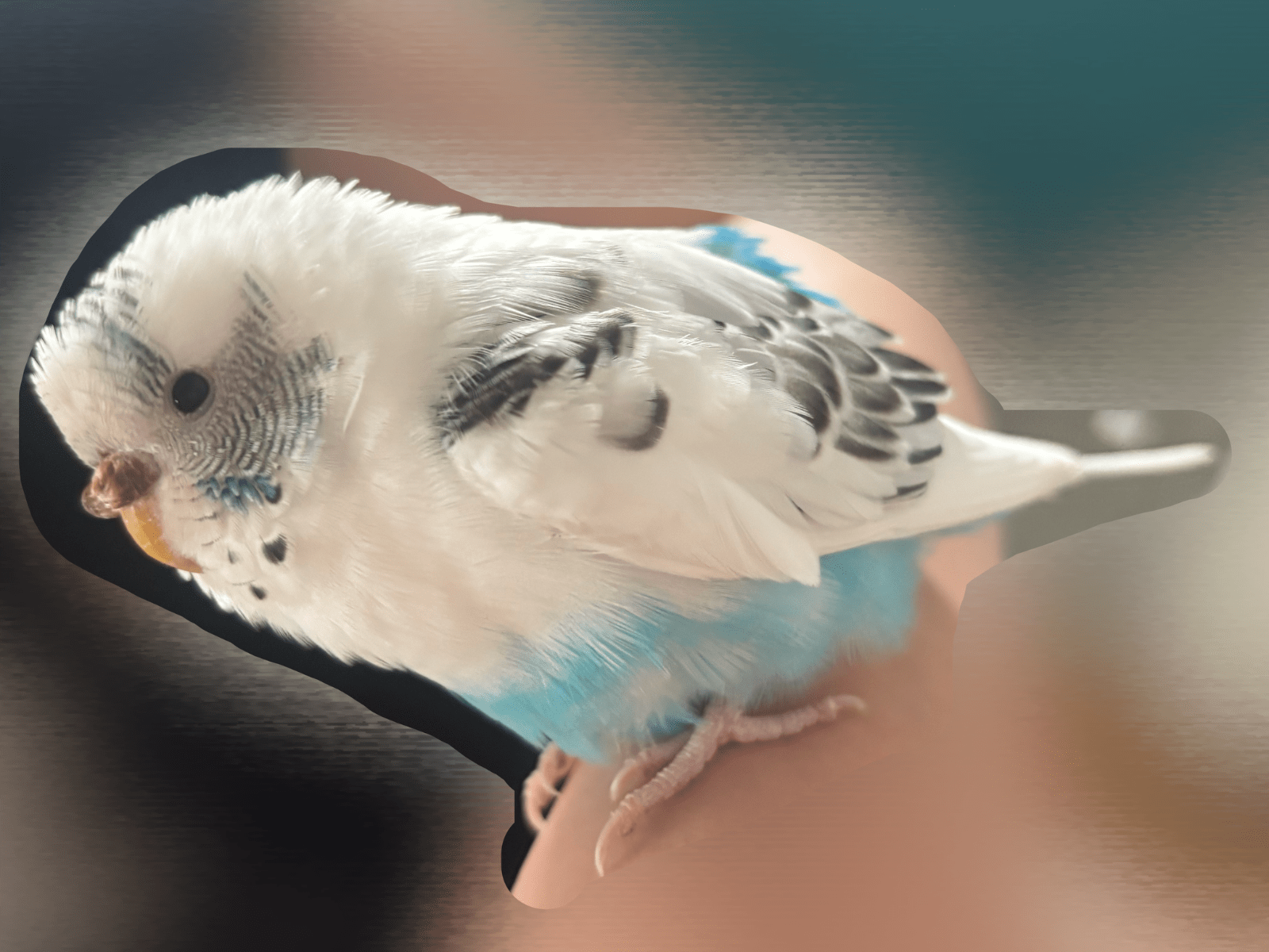 保護された鳥 保護された鳥