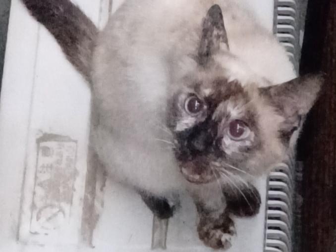 目撃された猫