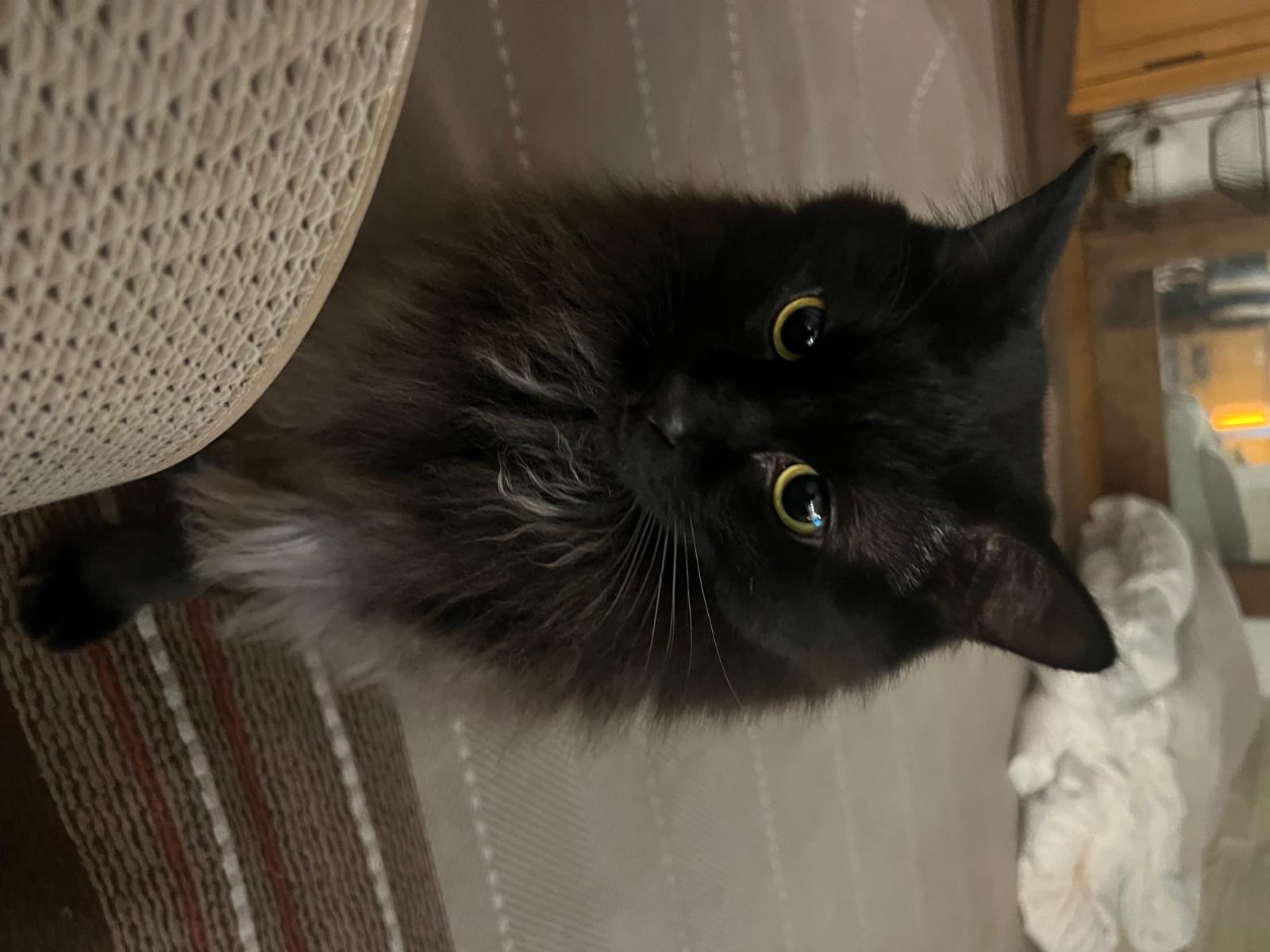 クロちゃん
