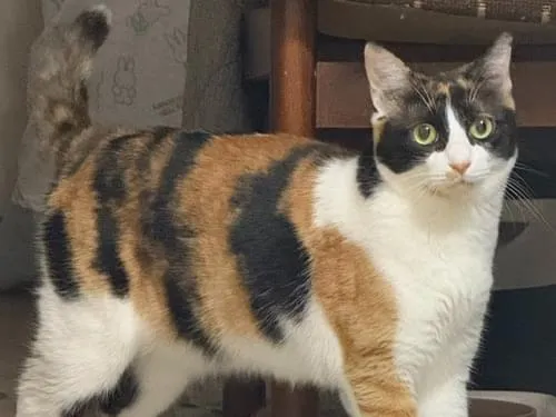 ハチワレの三毛猫あいちゃん迷子中( ΦωΦ )