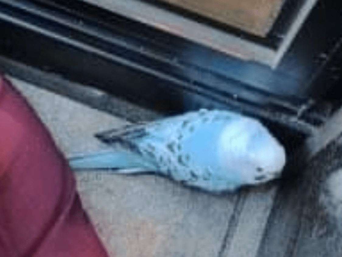 保護された鳥 保護された鳥