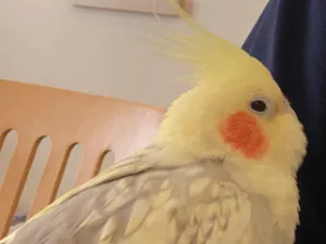 オカメインコを探しています 昭島市