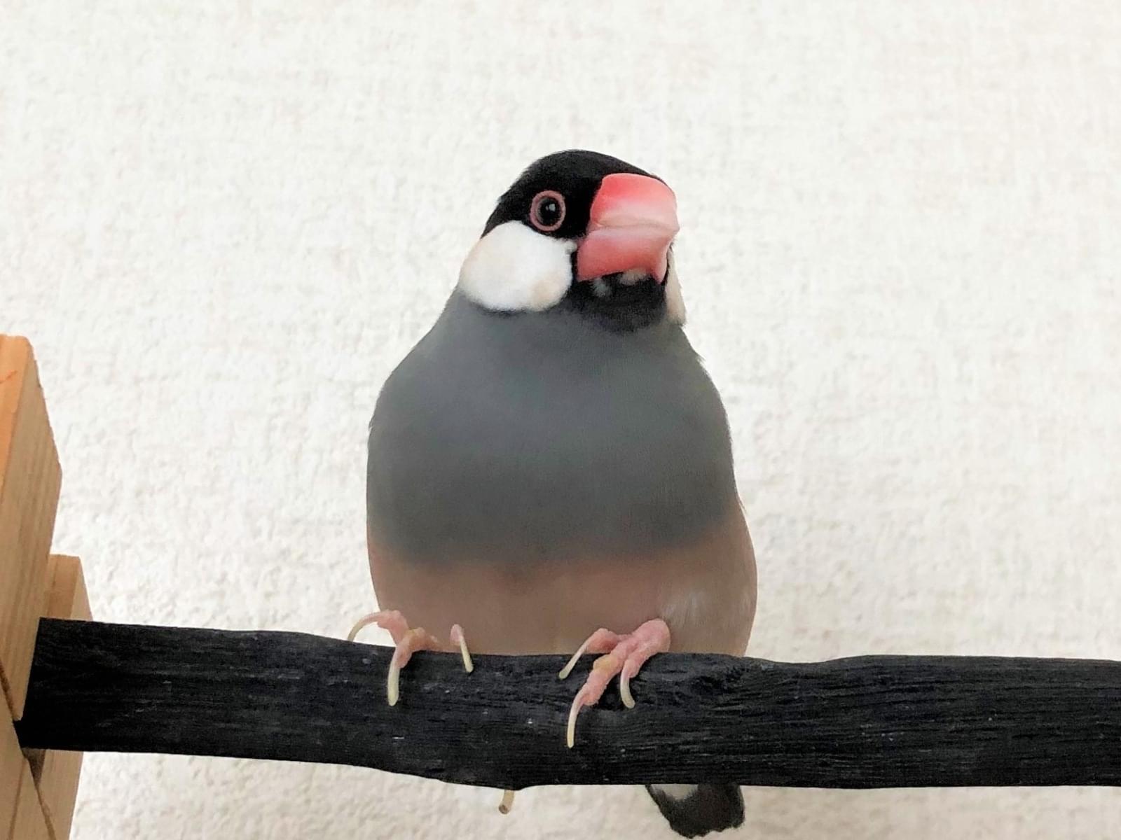 テンテンちゃん テンテンちゃん