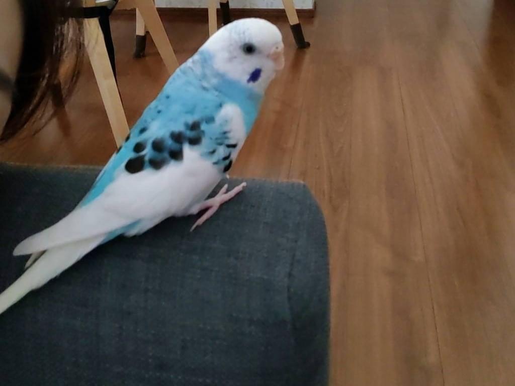 ぶーちゃん ぶーちゃん