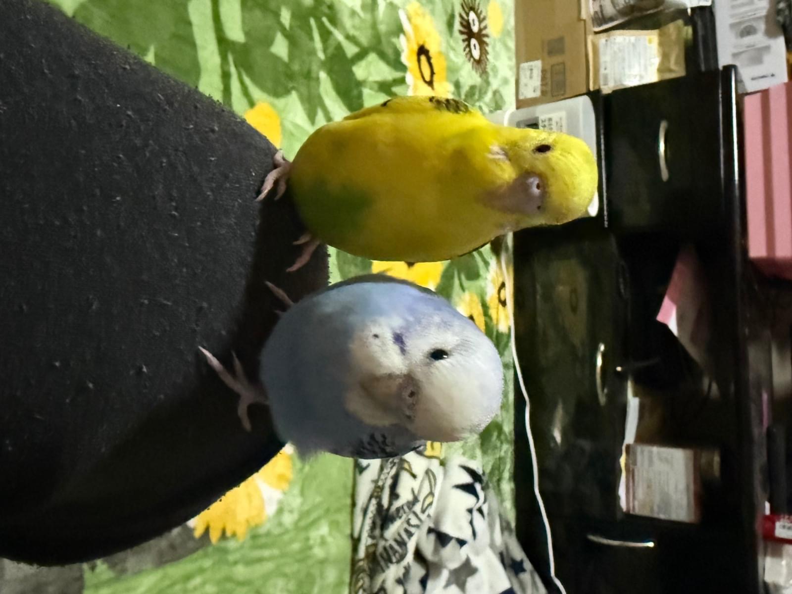 ケンちゃん ケンちゃん