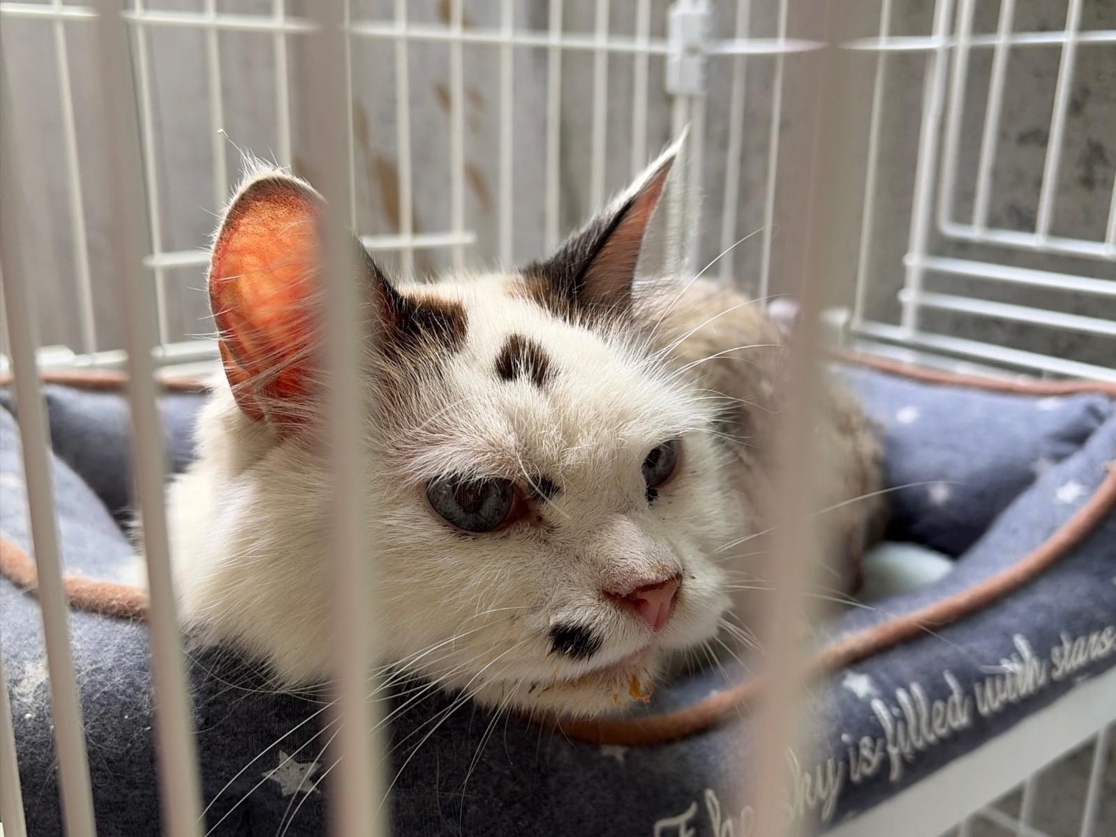 保護された猫 保護された猫