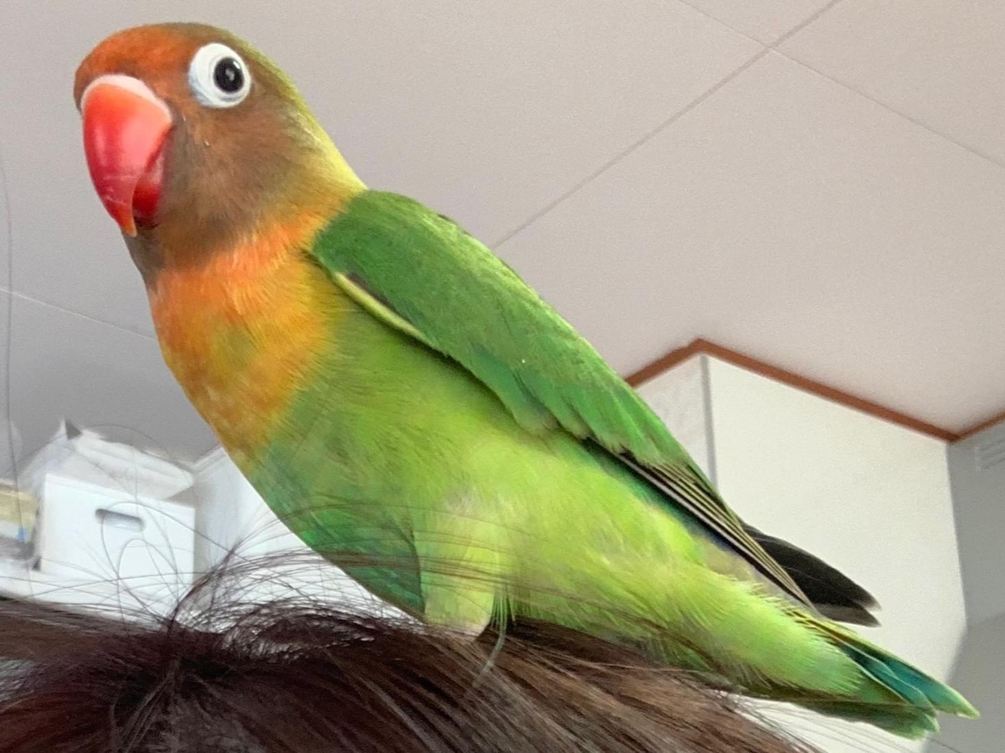 オリちゃん オリちゃん