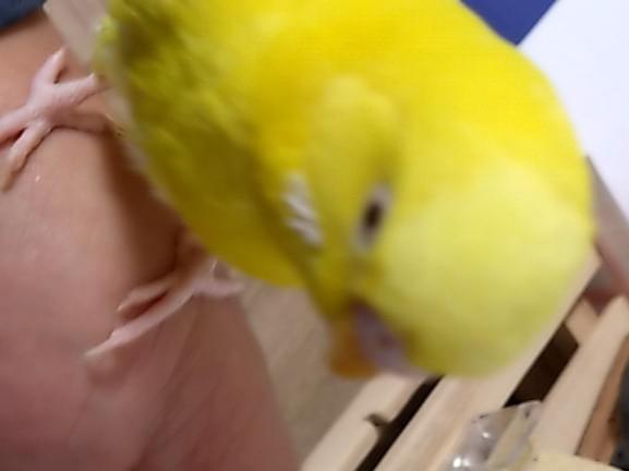 レモンちゃん レモンちゃん