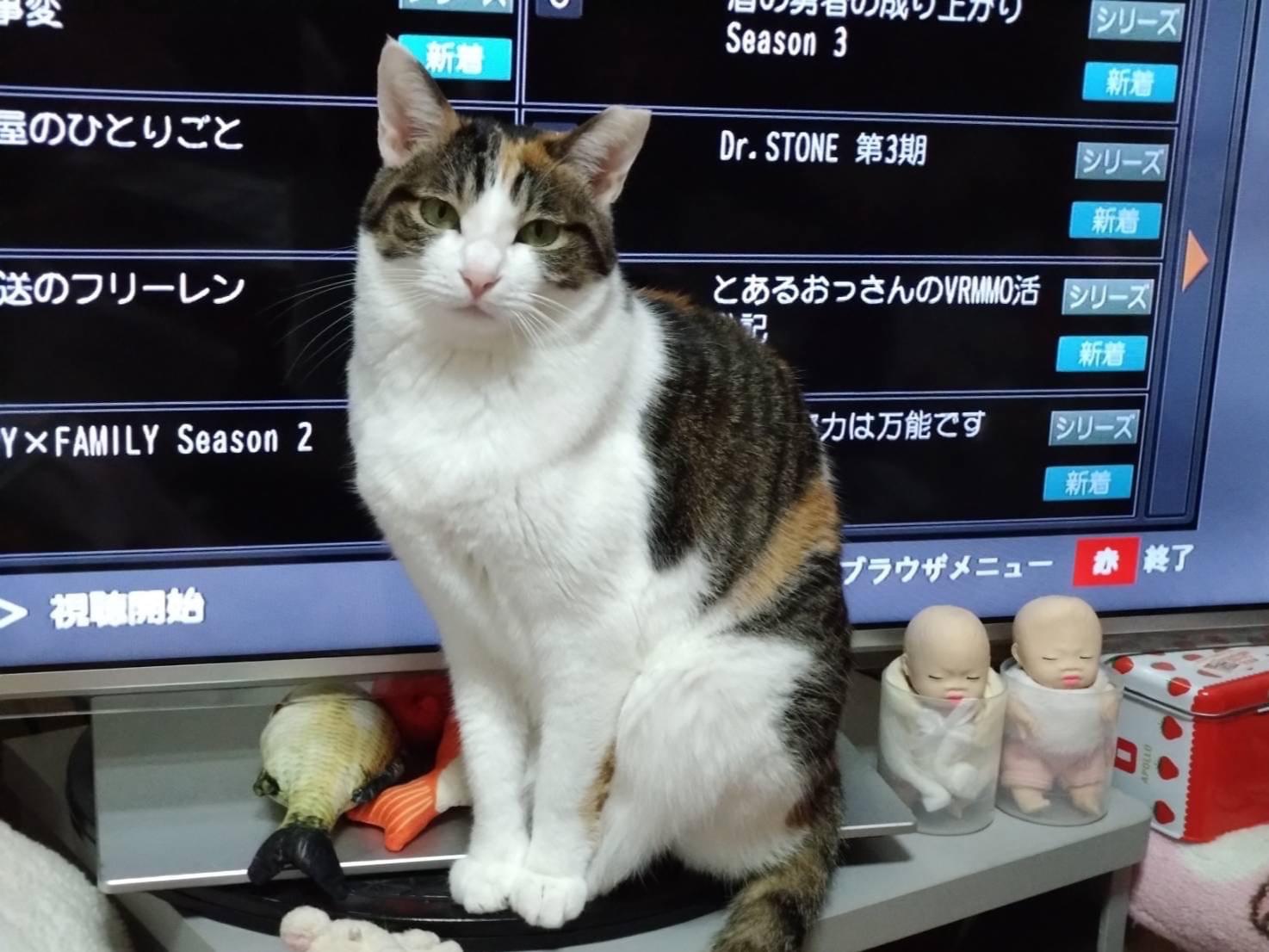 みーこちゃん みーこちゃん