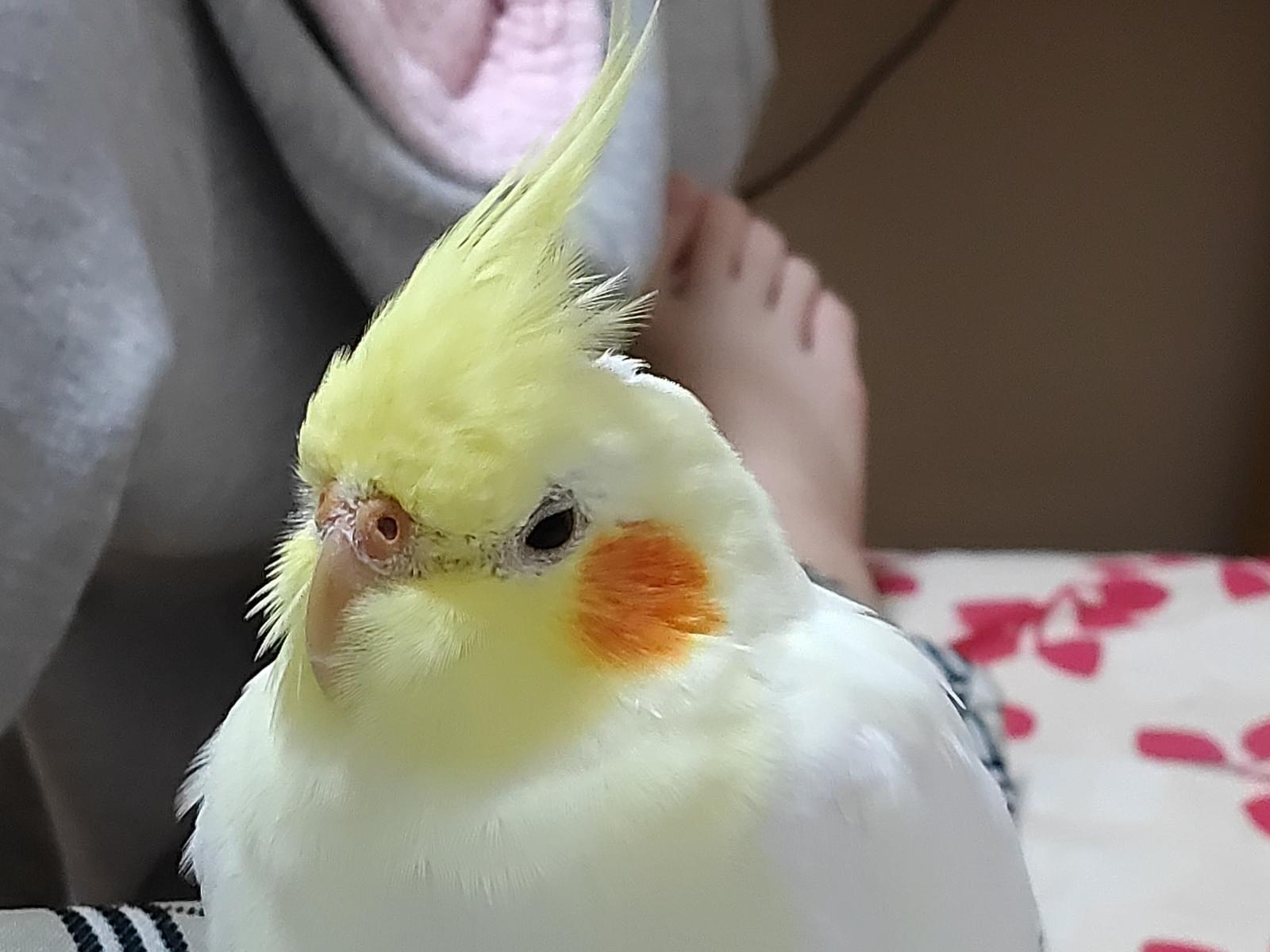 ぴーちゃん/ピーコちゃん ぴーちゃん/ピーコちゃん