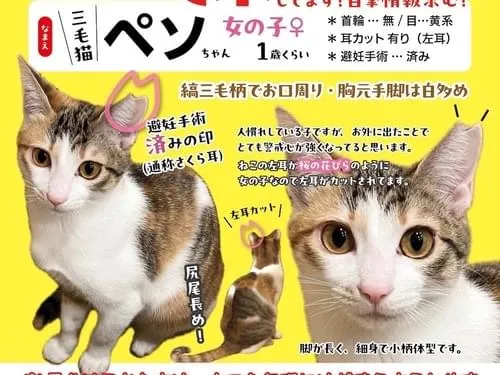 さくら耳です!三毛猫で臆病な子です