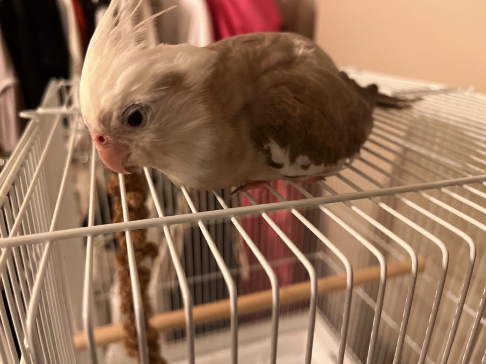 インコちゃん インコちゃん