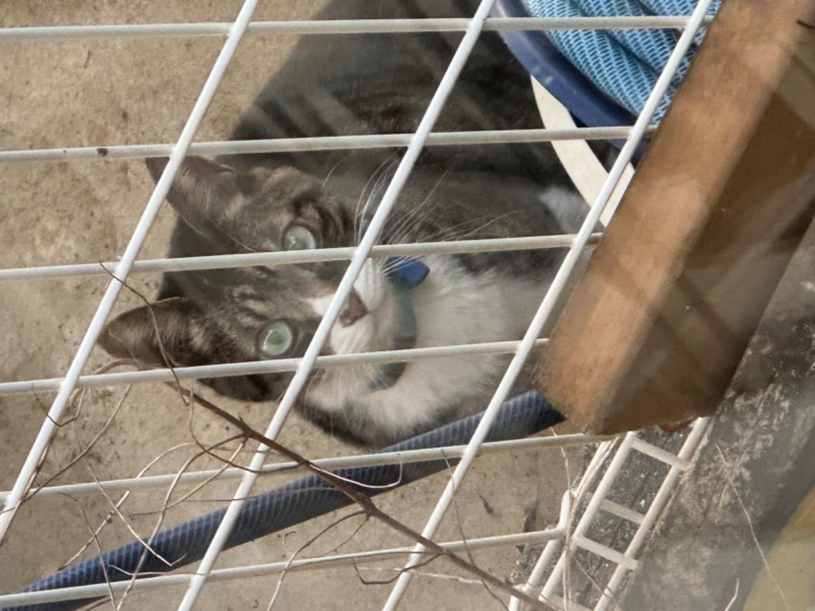 保護された猫 保護された猫