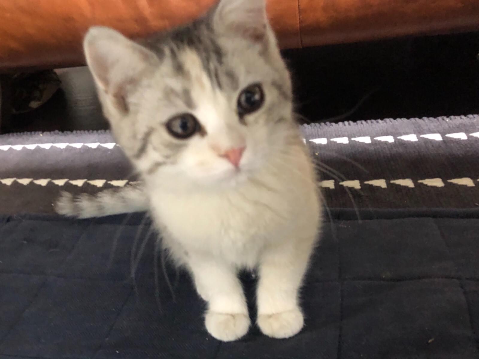 保護された猫 保護された猫